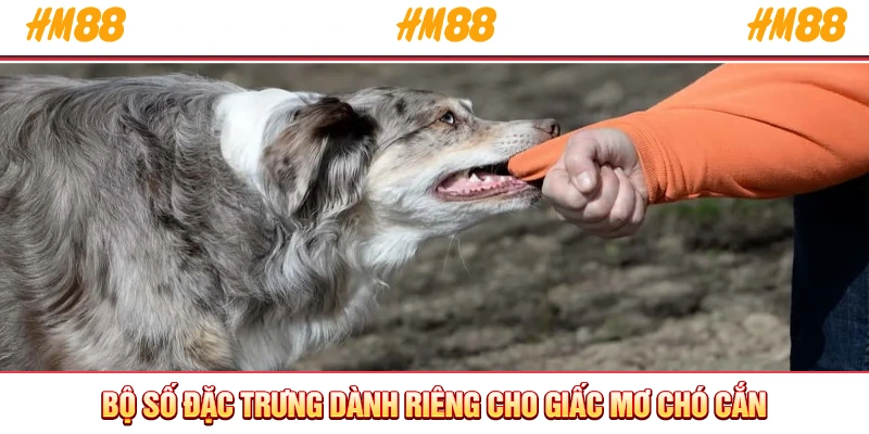 Bộ số đặc trưng dành riêng cho giấc mơ chó cắn